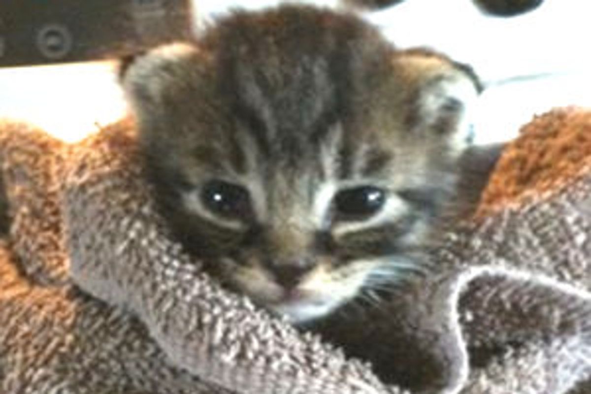 Kitty Rescued from Pound, Growing Up