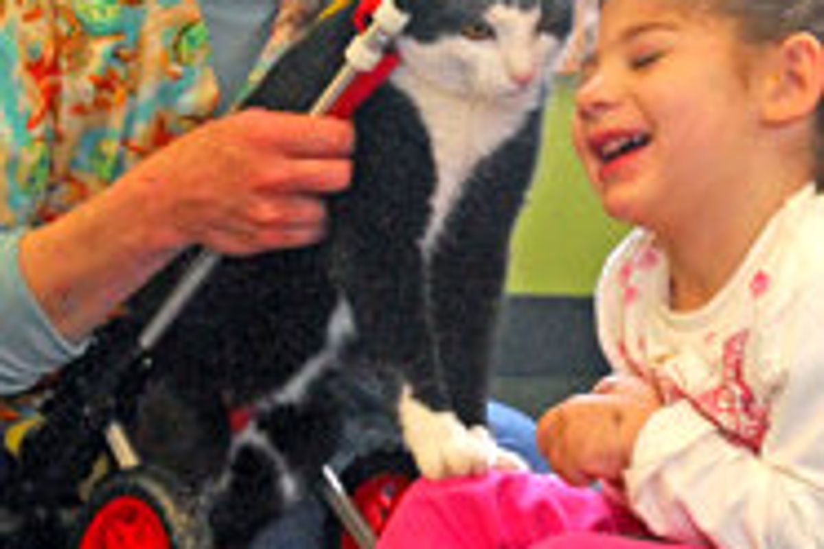 Scooter Special Therapy Cat Becomes ASPCA Cat of the Year