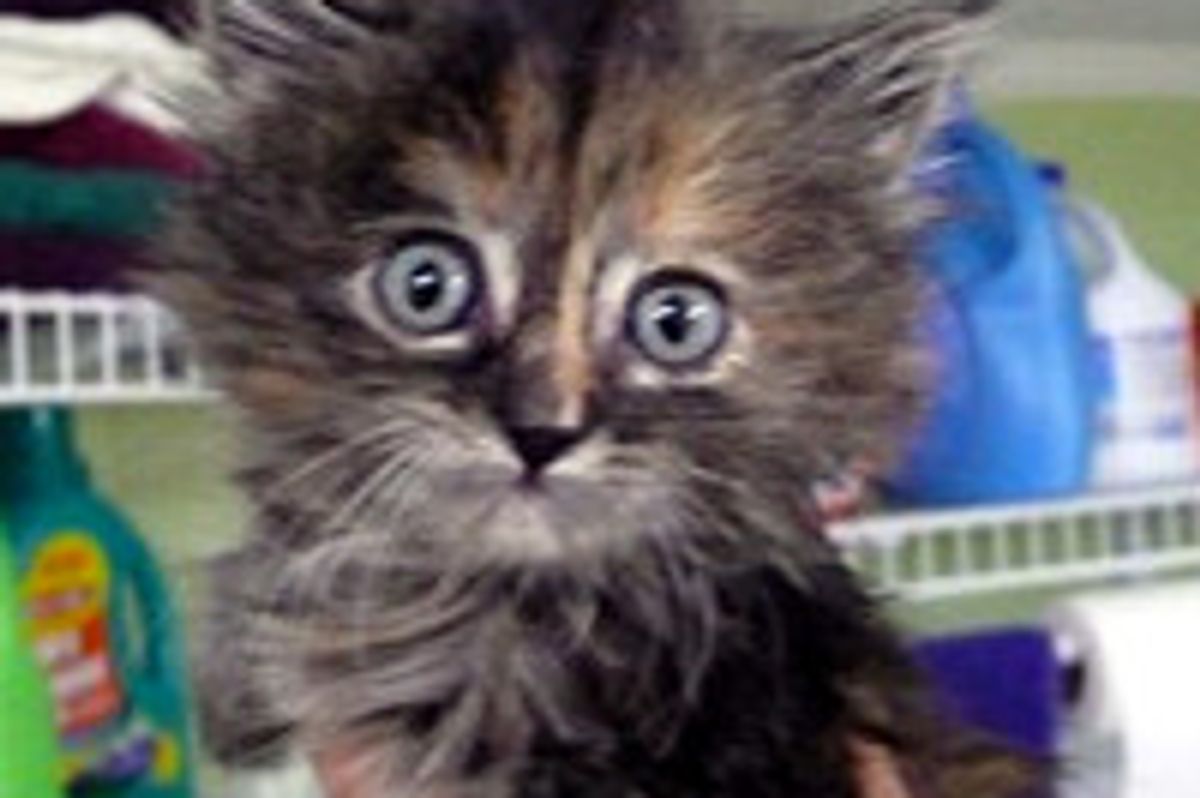 Cat Snap Rescue Group, Advocate for Spay/Neuter Receives 100 Bags of Food Donation from Royal Canin