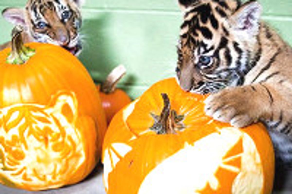 Tiger Cubs Enjoy Pumpkins First Time