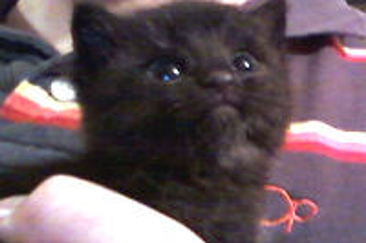 Kitty Rescued Around Halloween Grows into Proper Lady Cat