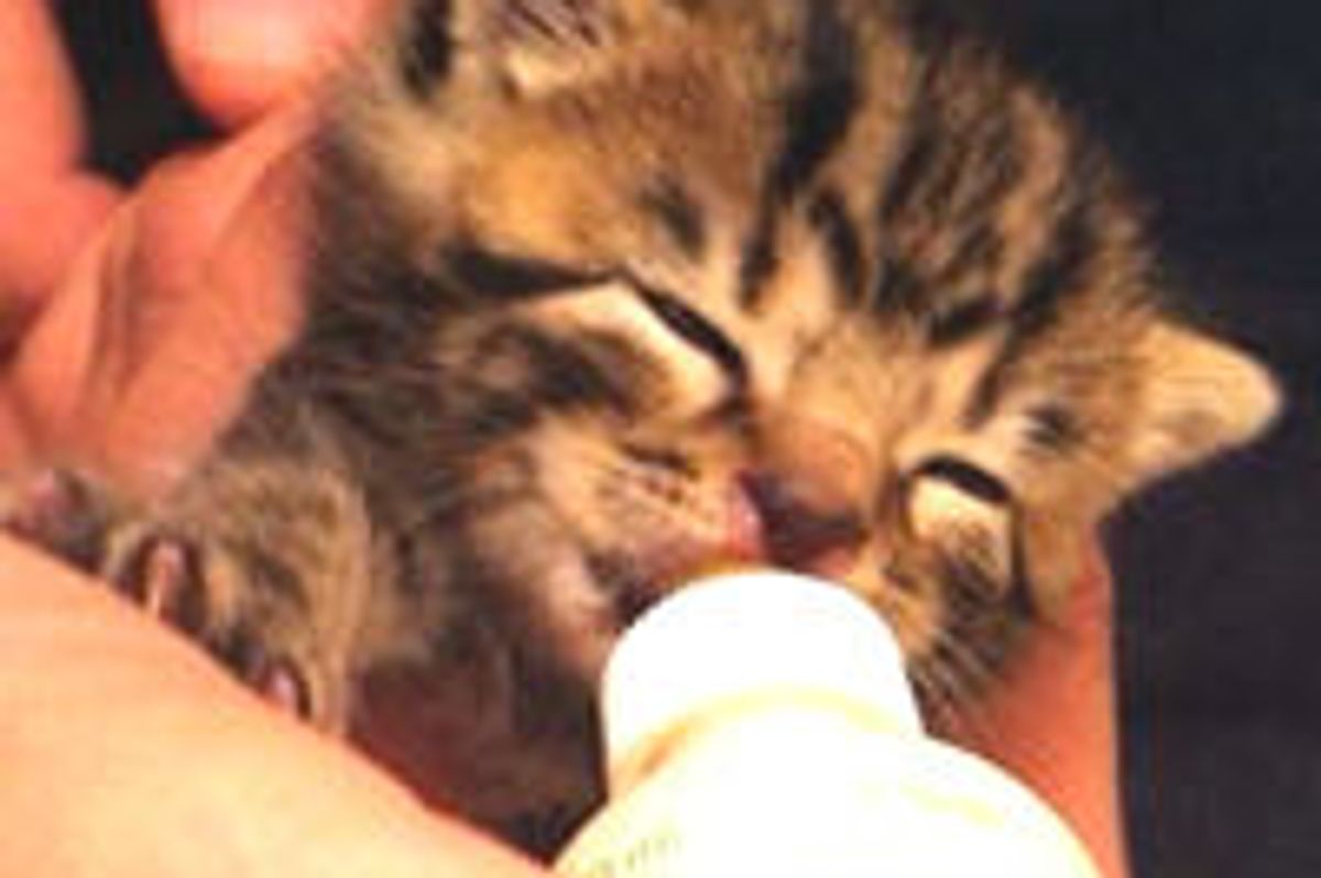 Orphan Kitten Rescued from Storm Drain