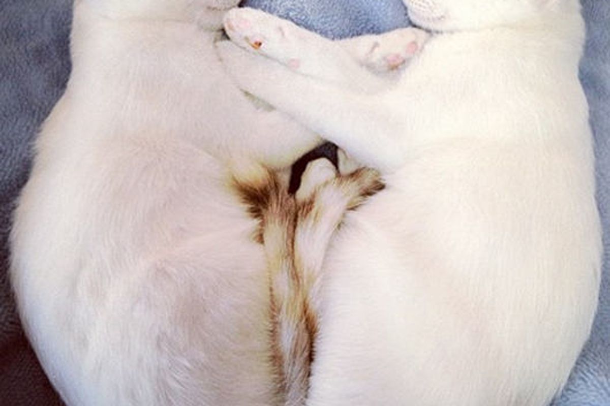 Twin Kitties Mirror Each Other in Sleep