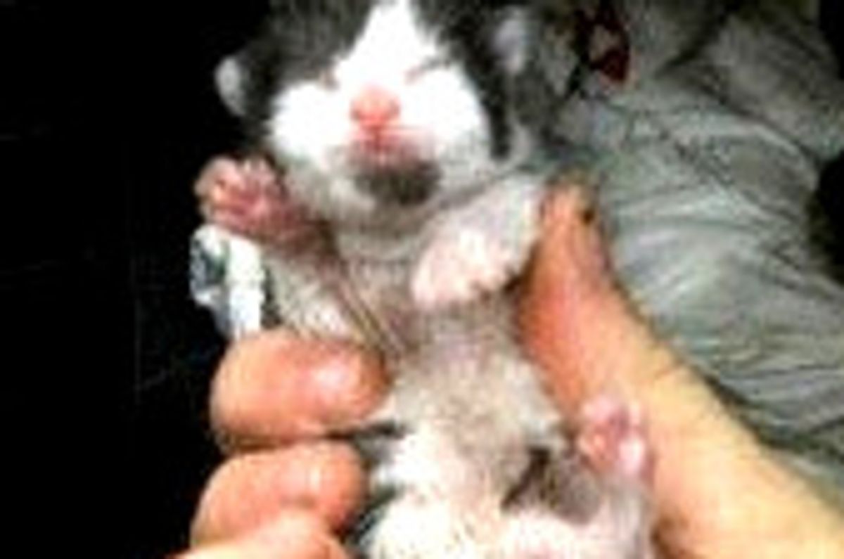 Man Rescues Cat Mom and Kittens Born in Hurricane Sandy
