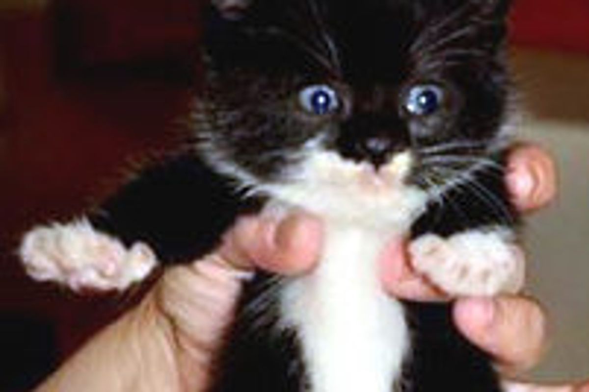 Tiny Kitten Rescued from County Dump, Now All Grown Up