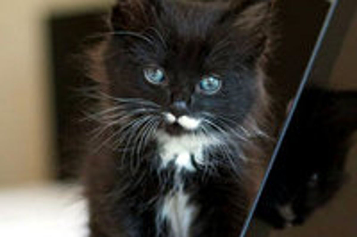 Man Looks for Kittens, They End Up Finding Him