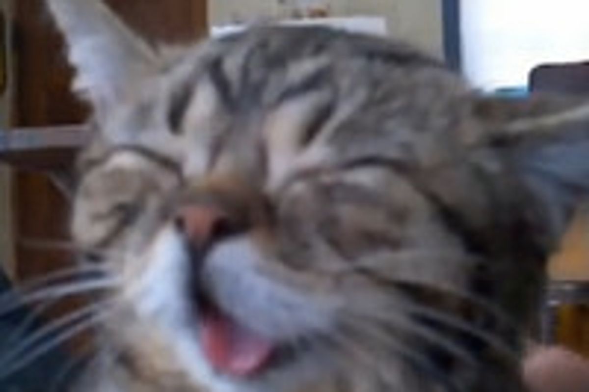 Bub the Happy Toothless Cat