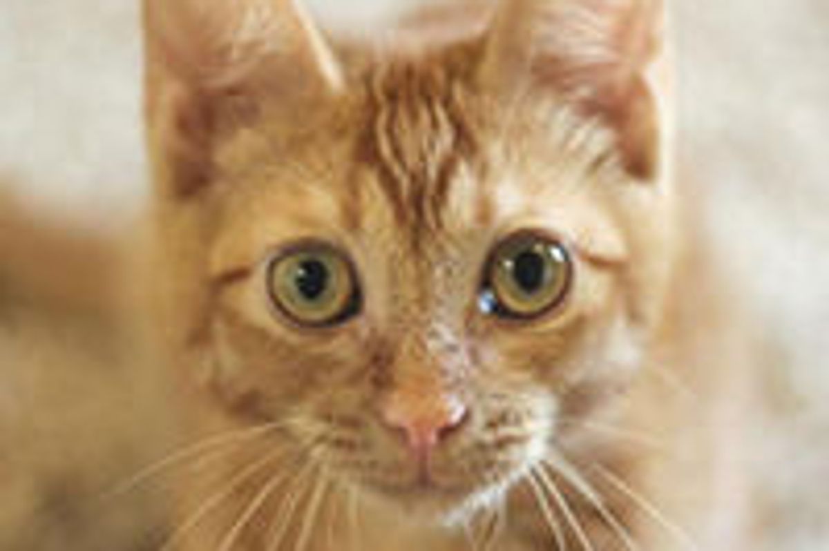 Triton Little Wobbly Cat Lives Life to the Fullest