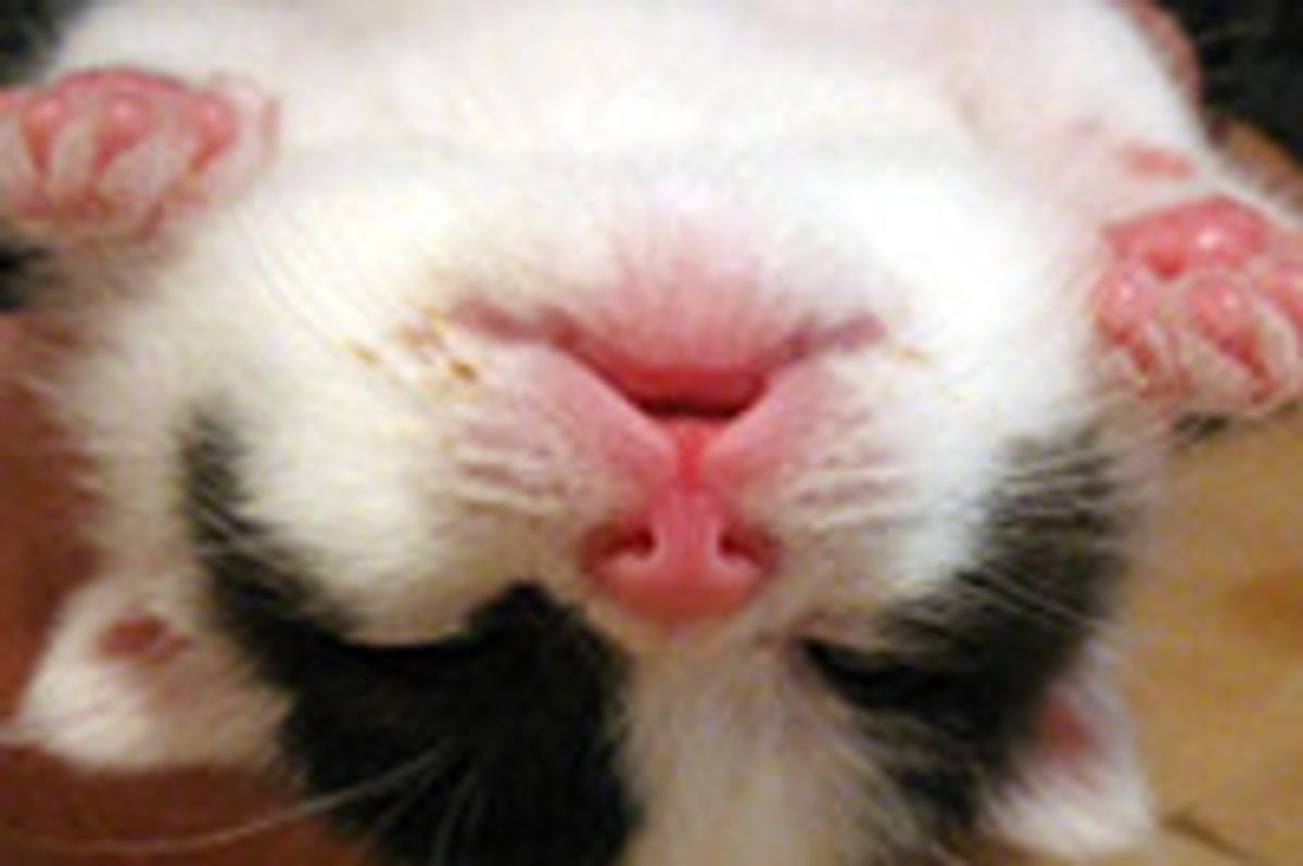 Panda the Little Rescue Kitty