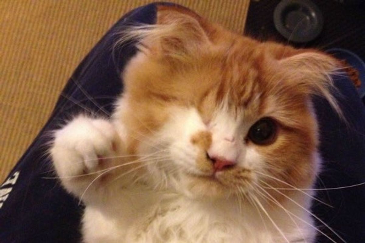 Scallywag the One-eyed Scottish Fold