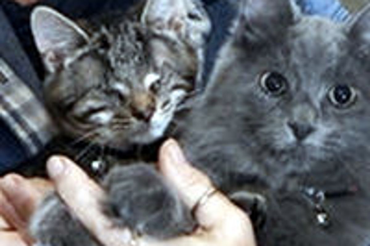 Zipper the Blind Kitty Finds Loving Home