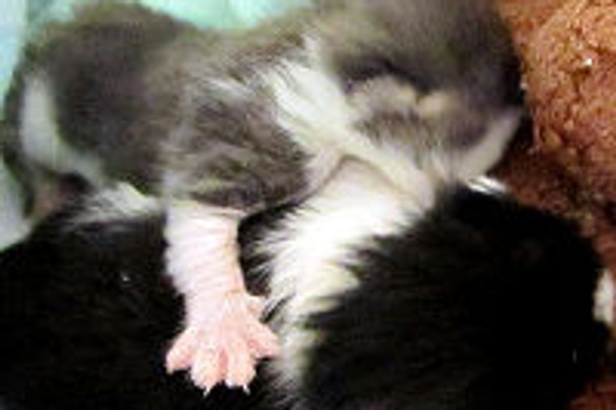 Tiny Sandy Kittens, Now Thriving