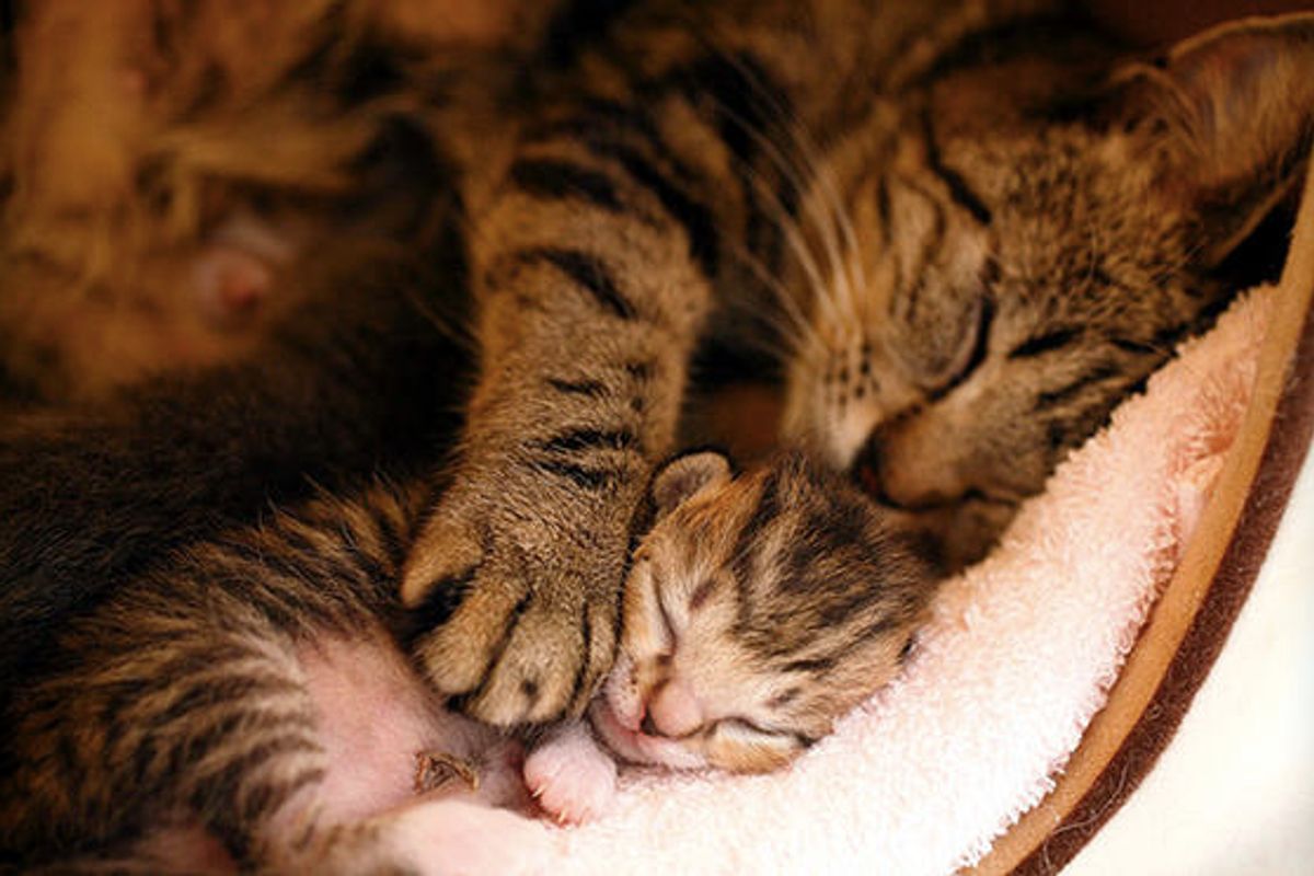 Protective Cat Mama and Her Tabby Baby