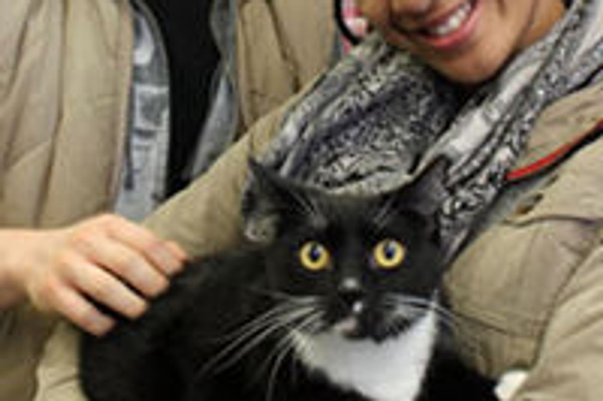 Hurricane Sandy Cat Reunion and Rescue stories