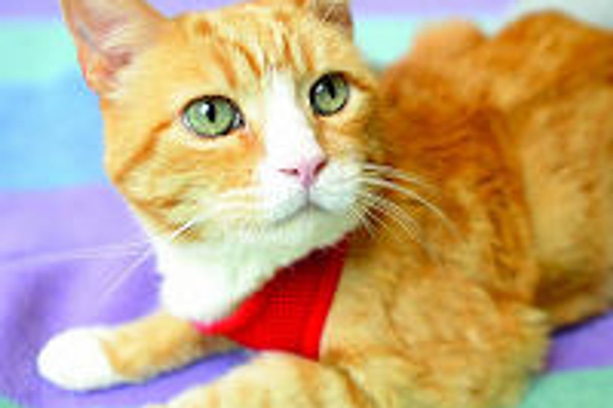 Bogey the Cat with Forgiving Spirit, Turns Past into Helping Children