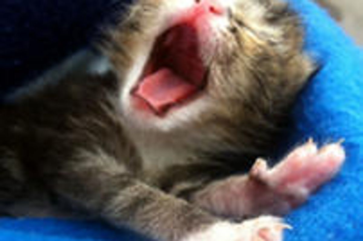 Tiny Demanding Bottle Kitten