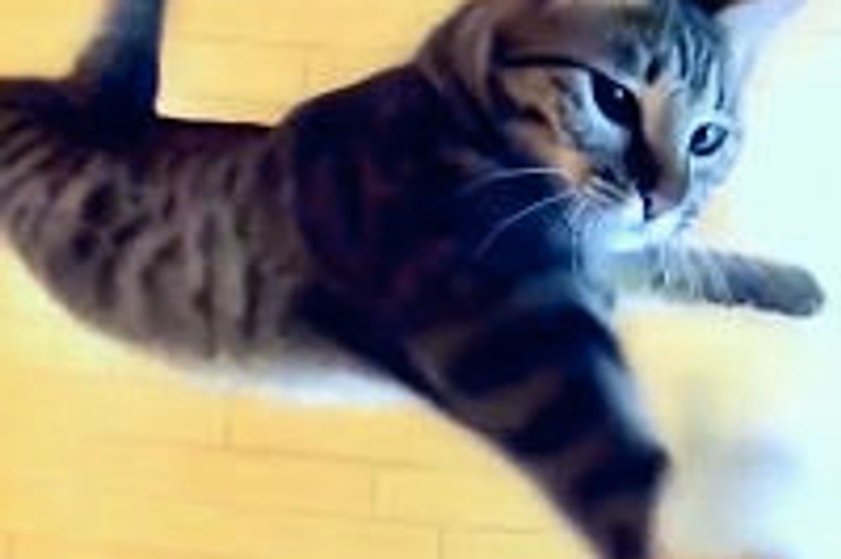 Nothing is Too High for a Jumping Cat