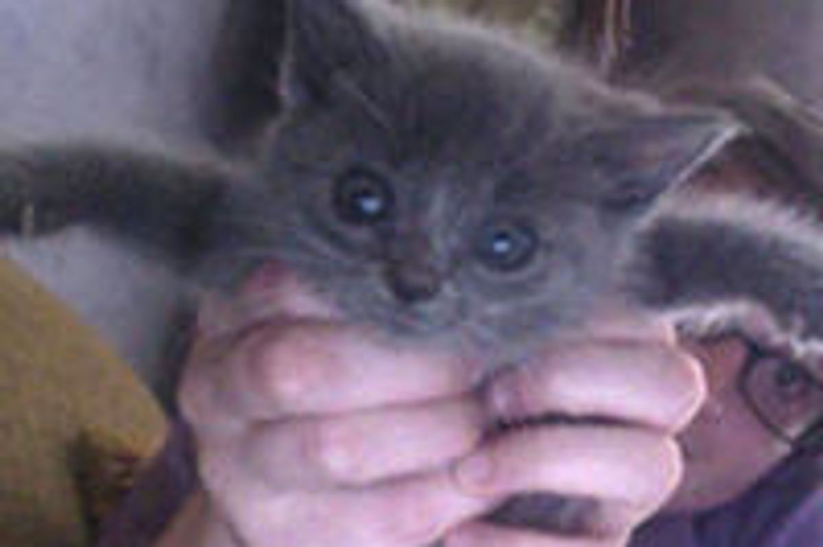 Zacchaeus the Runt from Rescue Kitten to Happy Cat