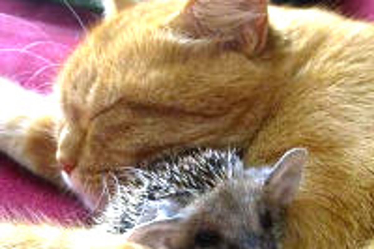 Cat Mom Adopts Four Orphan Hedgehogs