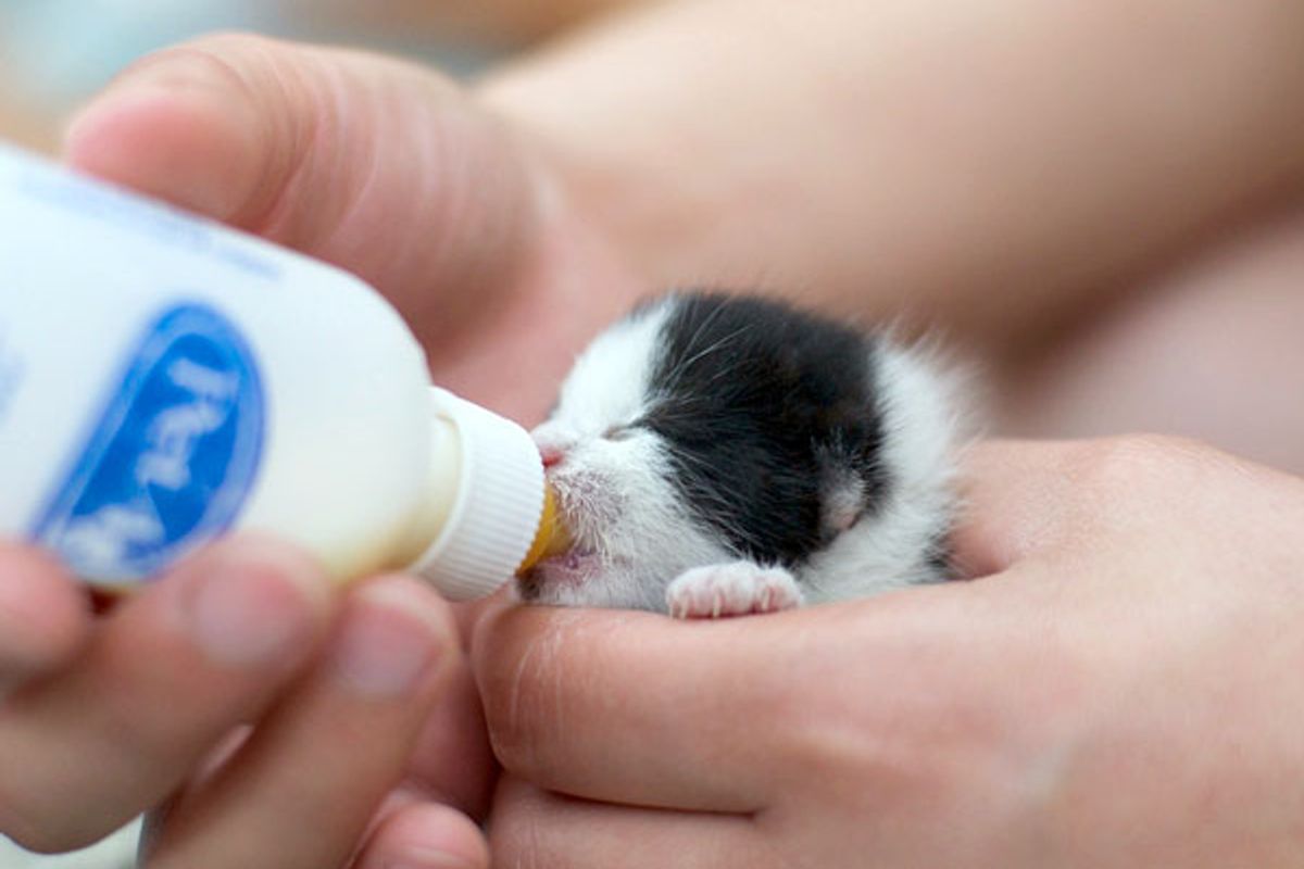 Tiny Orphan Kitten: Then and Now