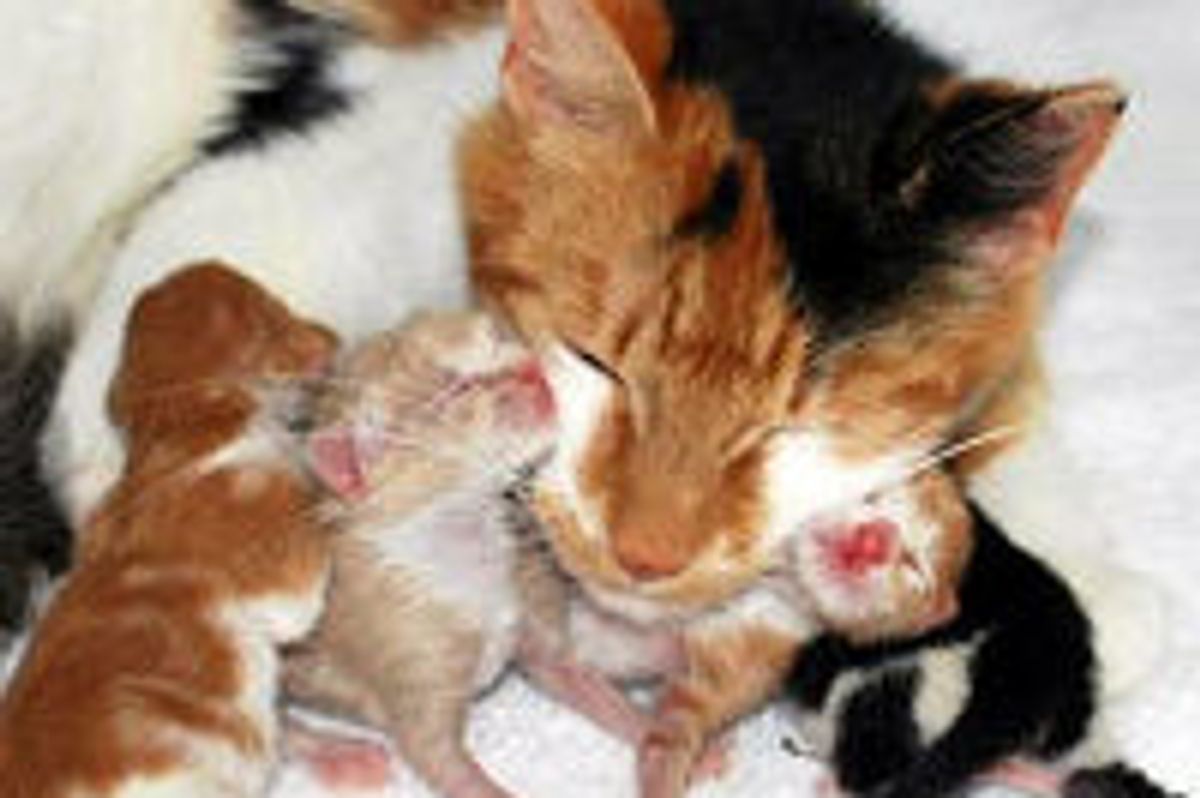 Aww! Kitty Cam Features Stray Cat Mama & Her Babies