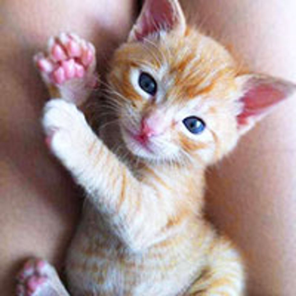 Feral Ginger Kitty Saved by Woman with Allergies, Now Thrives with Company