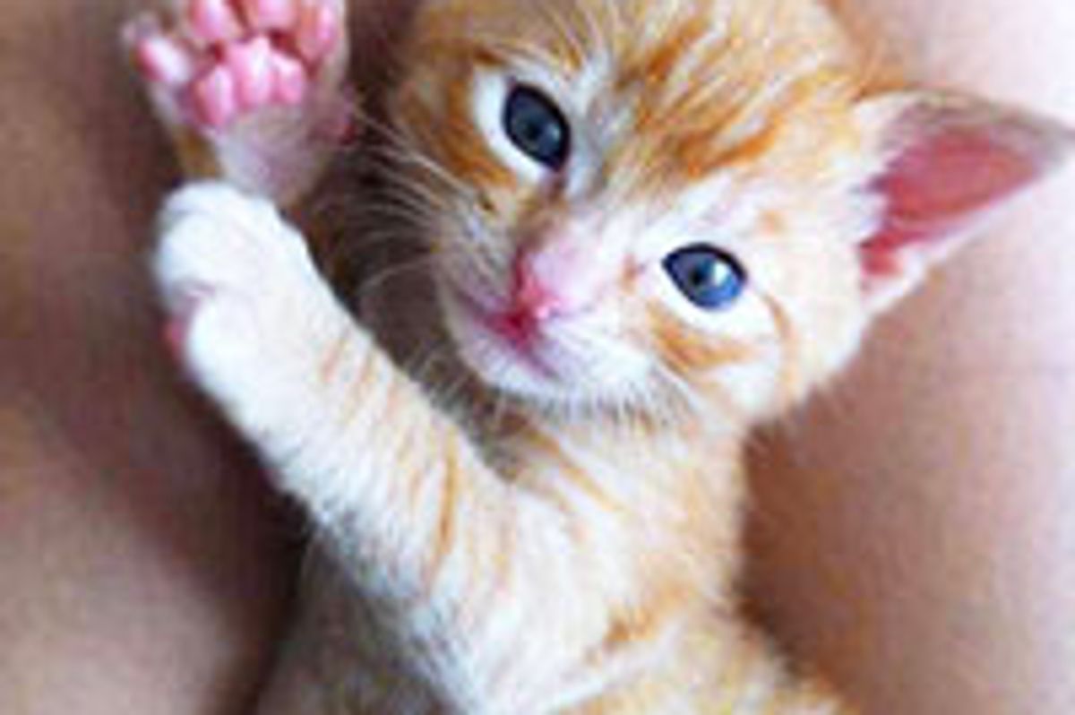 Feral Ginger Kitty Saved by Woman with Allergies, Now Thrives with Company