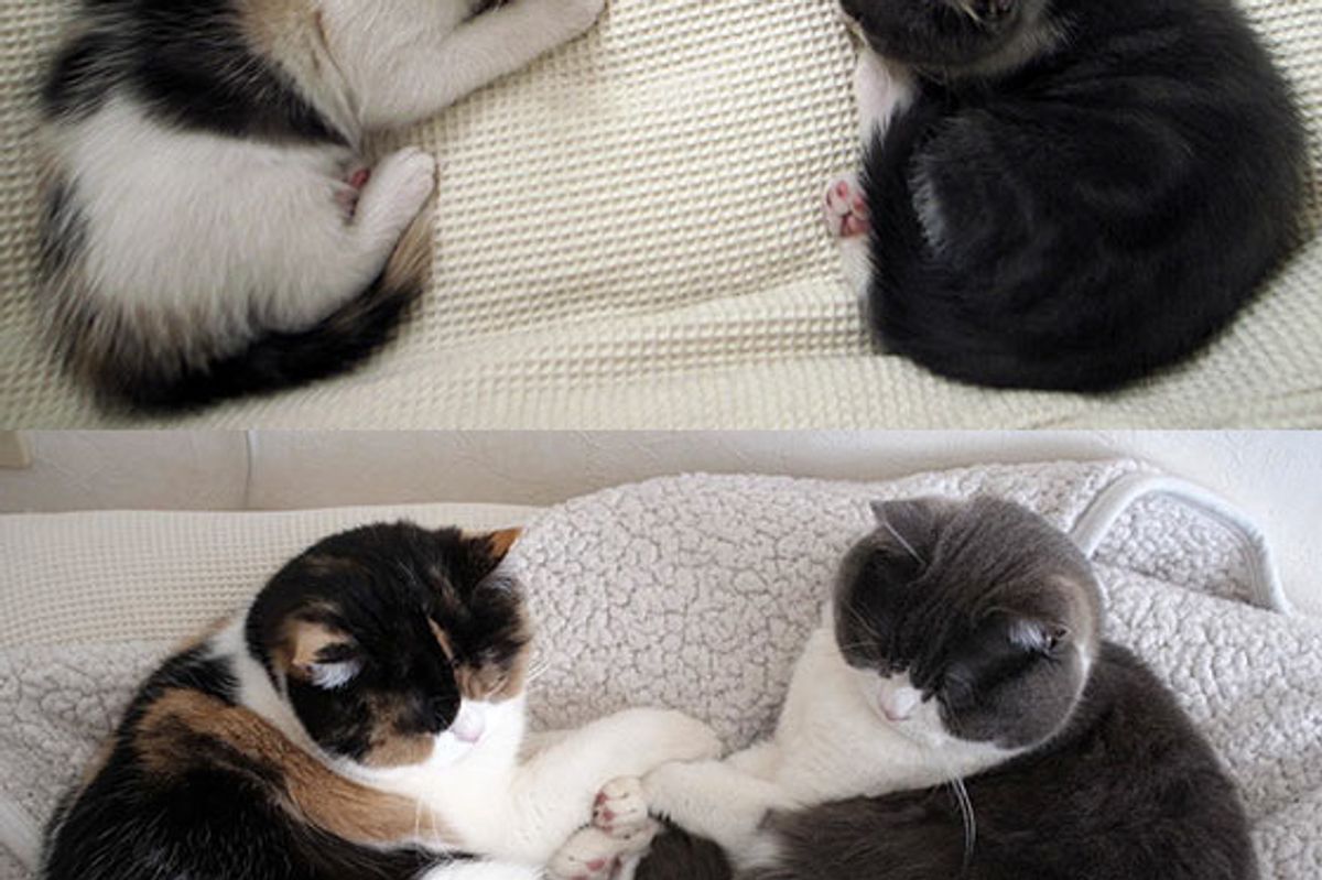 Inseparable Kitty Friends: Then & Now
