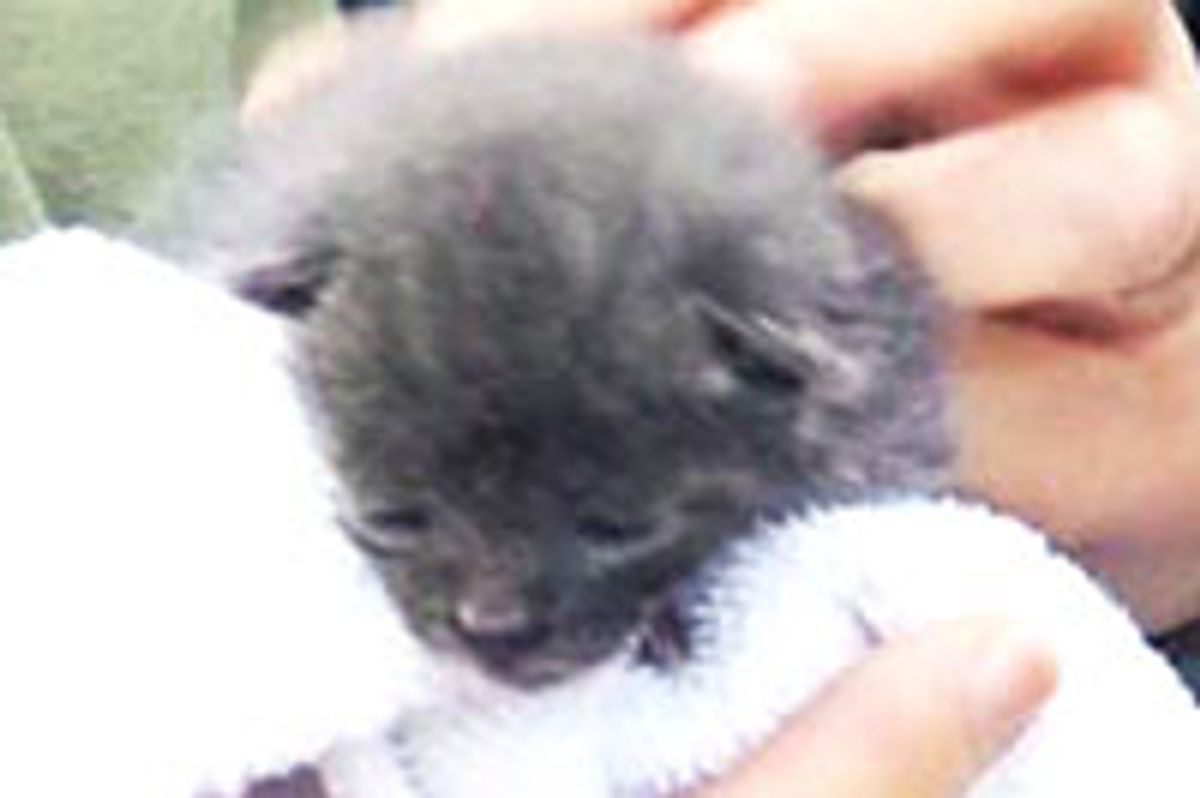 3-Week-Old Kitten Rescued from Abraham Lincoln Statue At President's Hall Of Fame