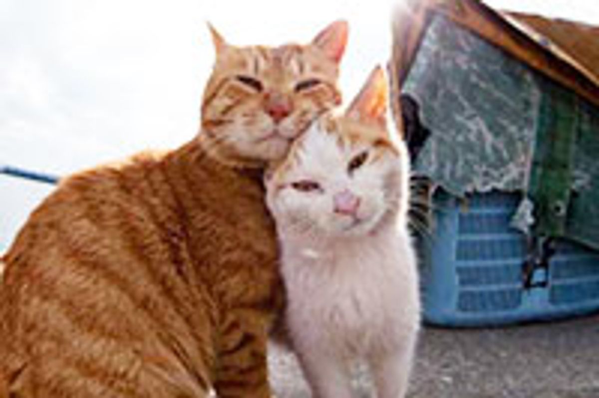 Man Documents Lives of Island Cats