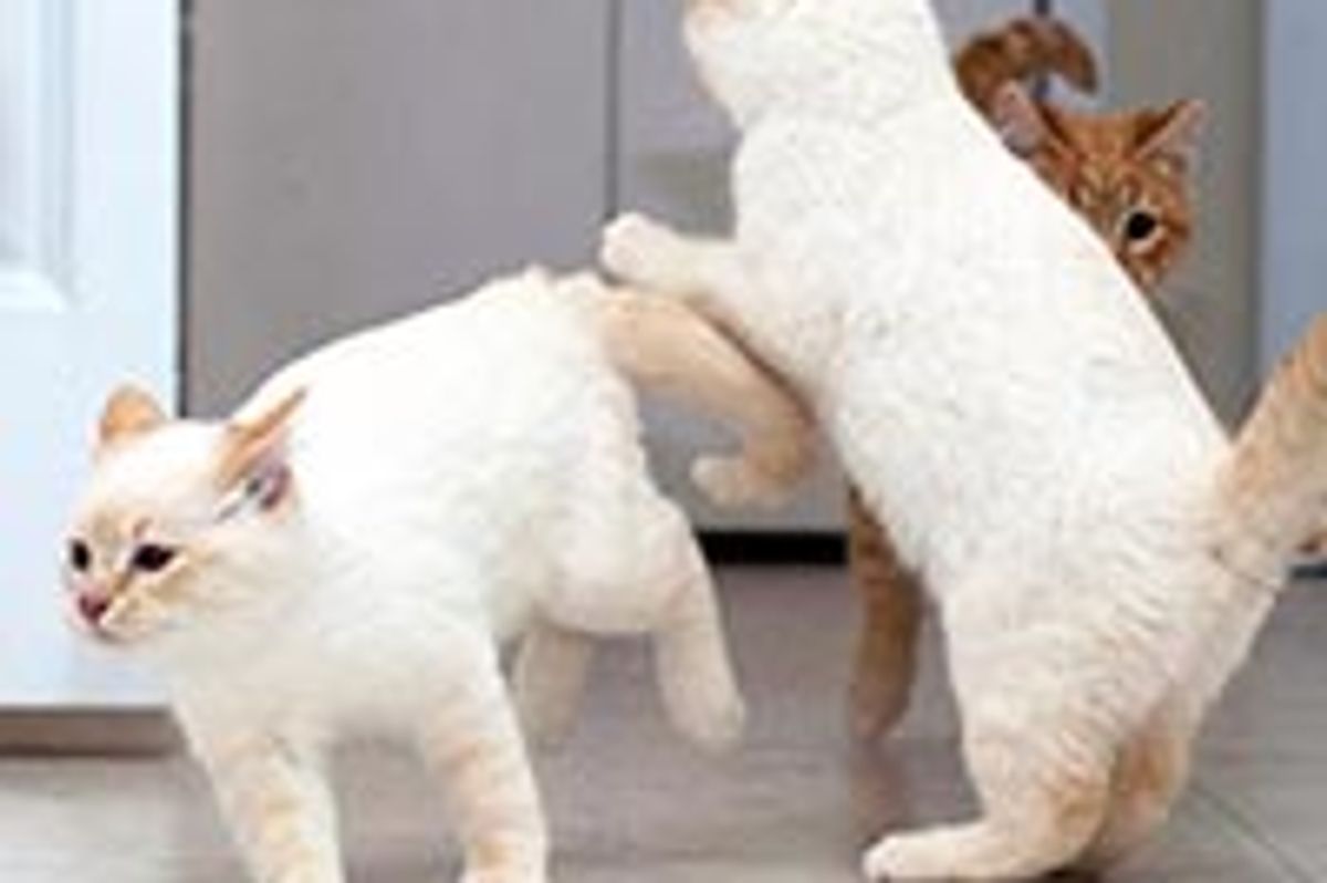 Rescue Story of 5 Farm Kittens