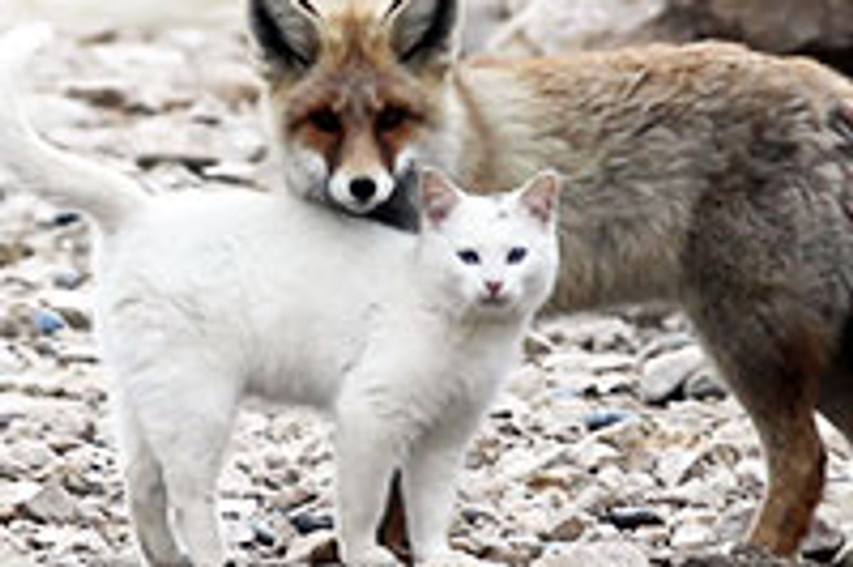 Cat and Fox: Unlikely Friendship
