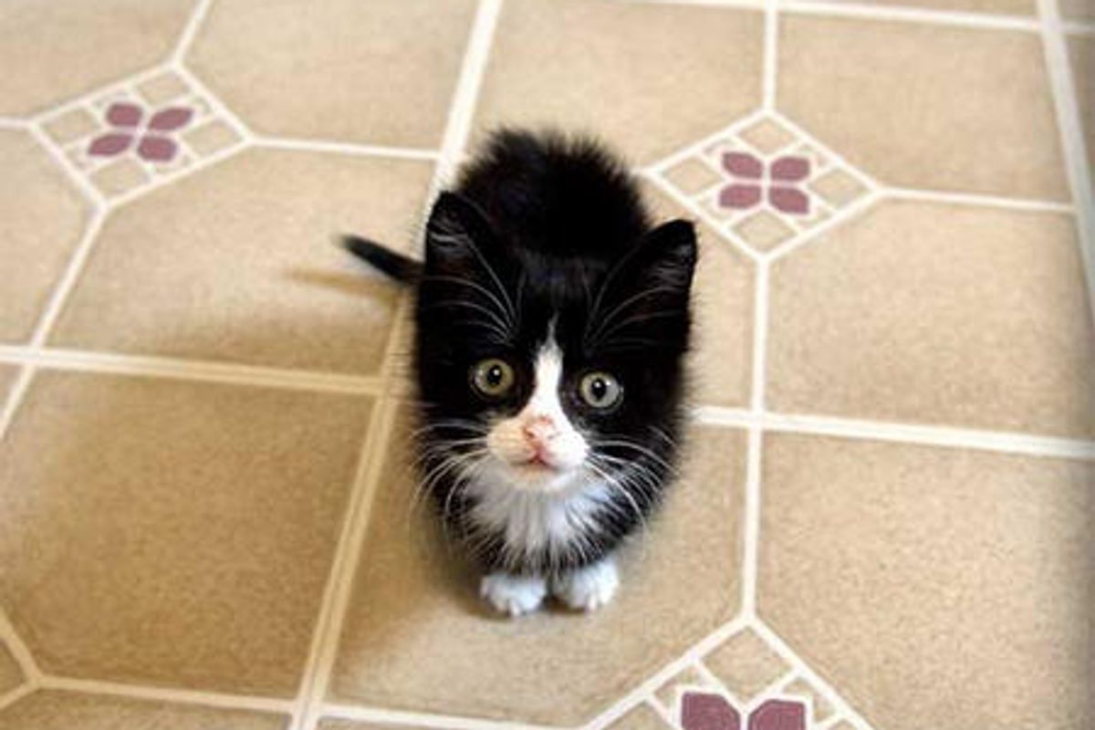 Rescue Tuxedo Kitty's First Thanksgiving