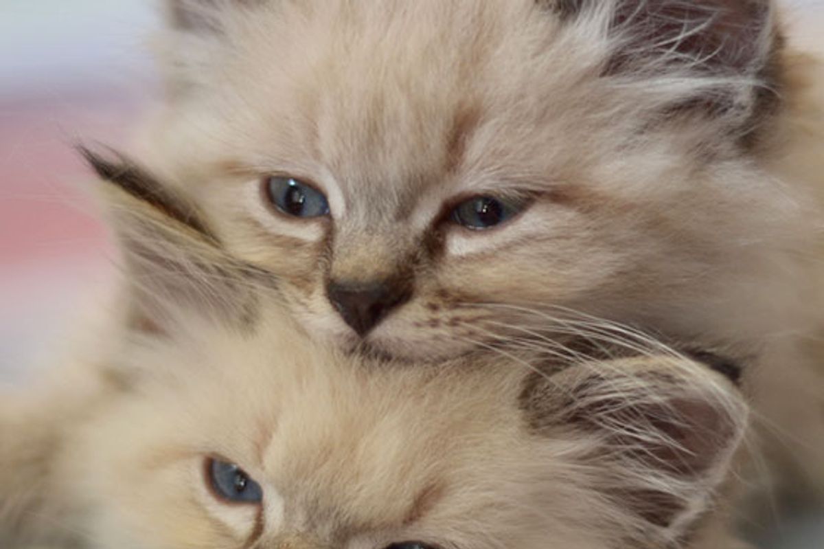 Snuggly Kitties Adopted Together, Now All Grown Up