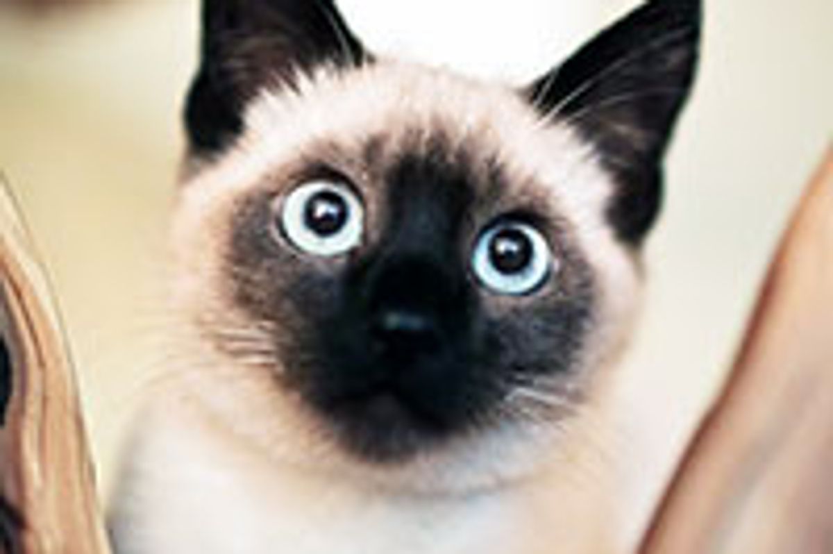 Minty the Kitty Strays into New Home