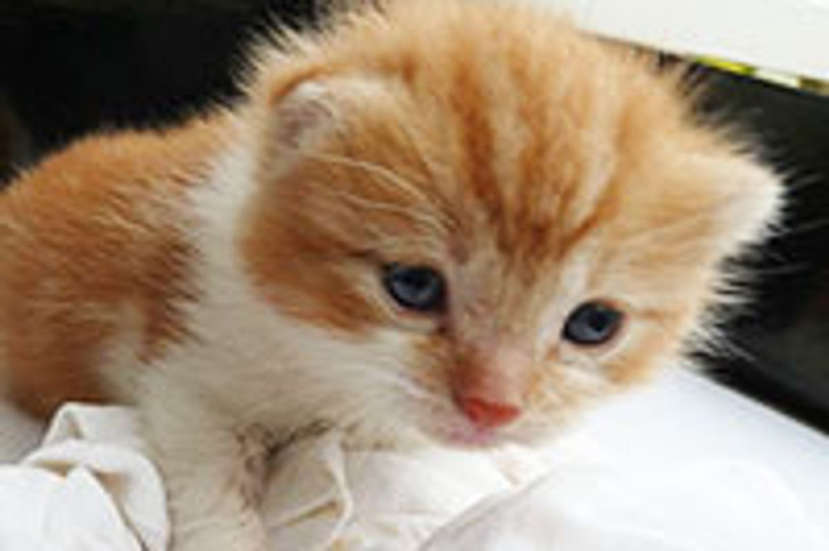 Little Kitty Growing Up