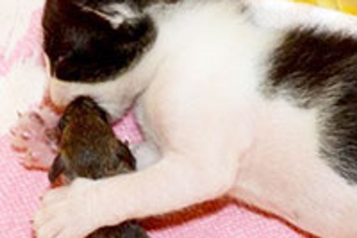 Cat Mama and Her Kitten Adopt Mouse into Their Family