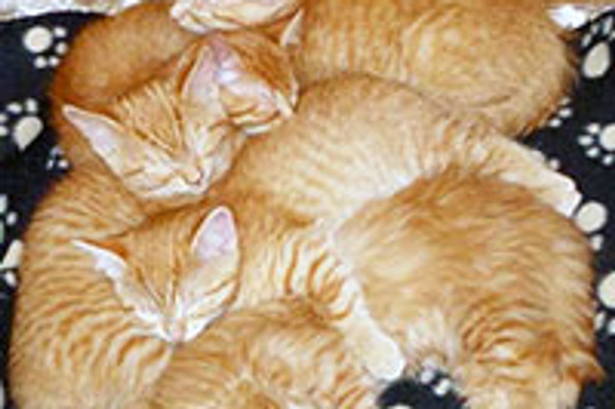 Ginger Family of Seven and Their Journey to Forever Homes