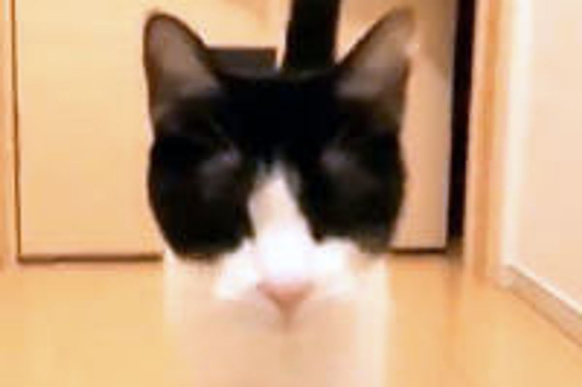 Cat Happy to See Dad Home