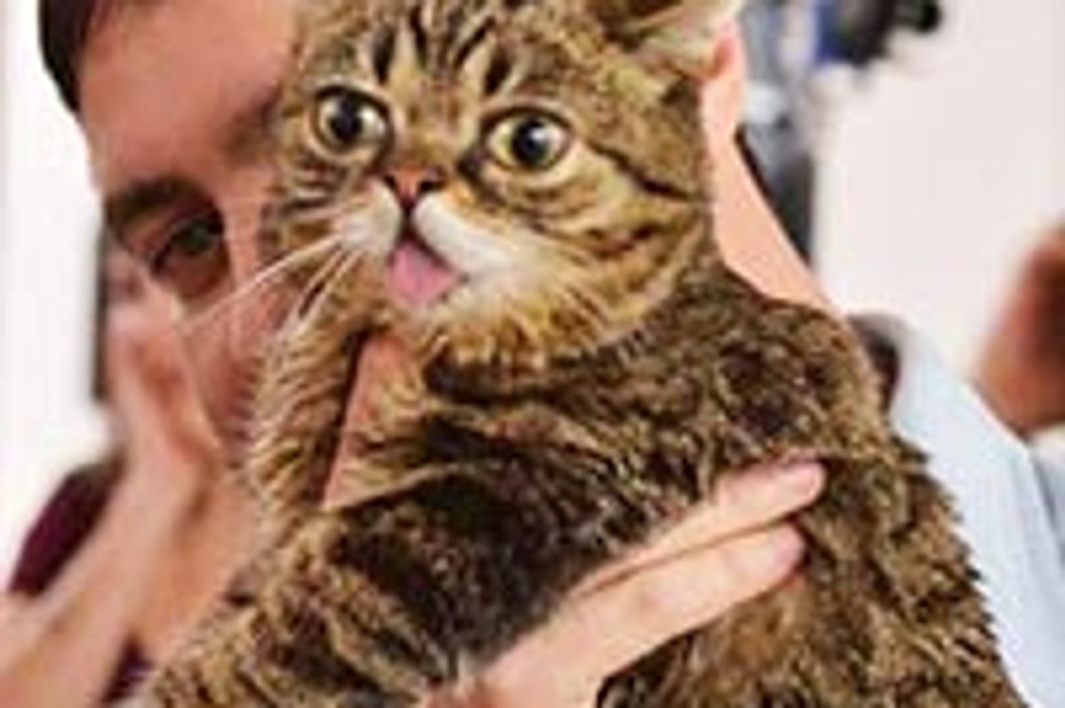 Lil Bub's Day At The Office
