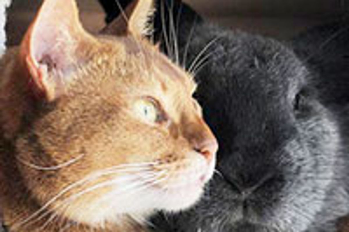 Rescue Cat Finds Everlasting Friendship with Rescue Rabbit