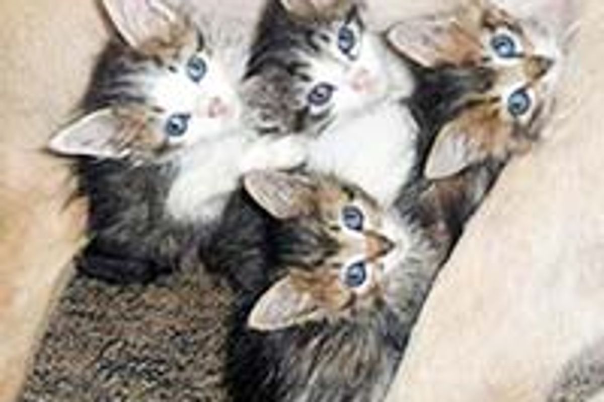 Abandoned Kittens Rescued and Adopted by Once Homeless Dog