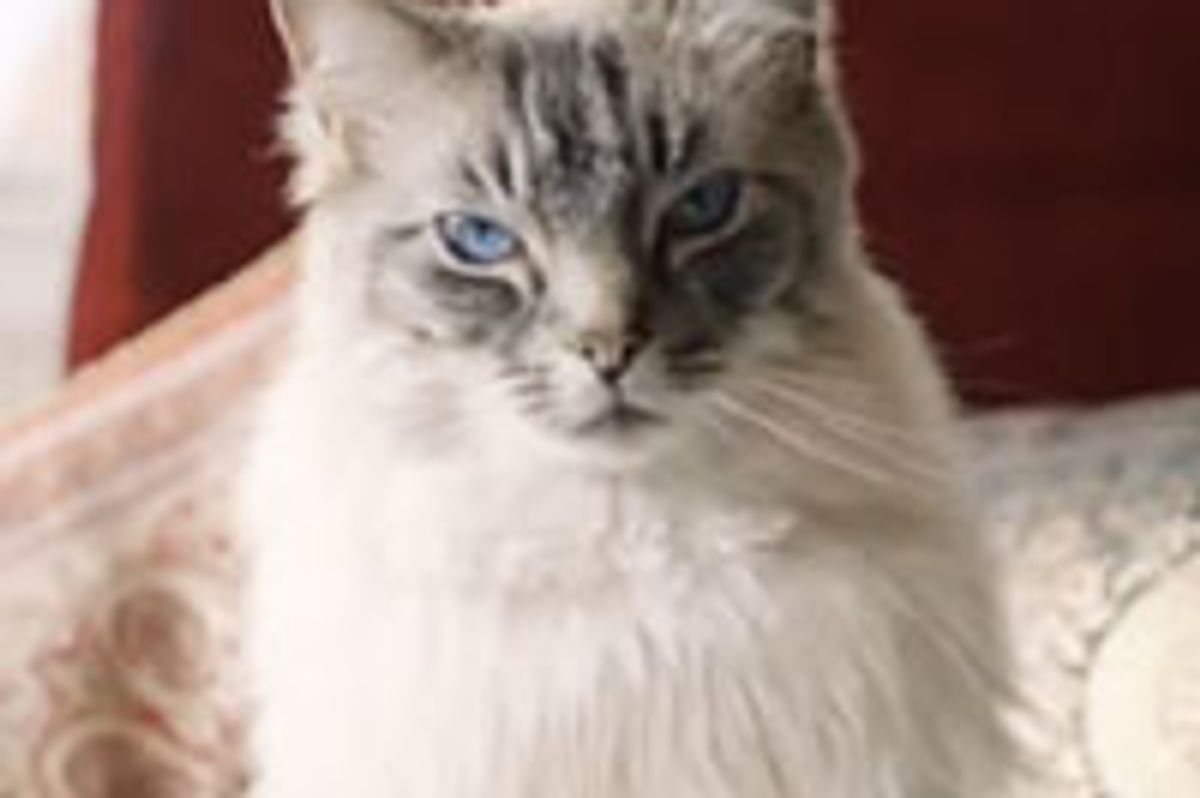 Cat Prince Nikolai Stroganov III, the Ultimate Warmth Lover