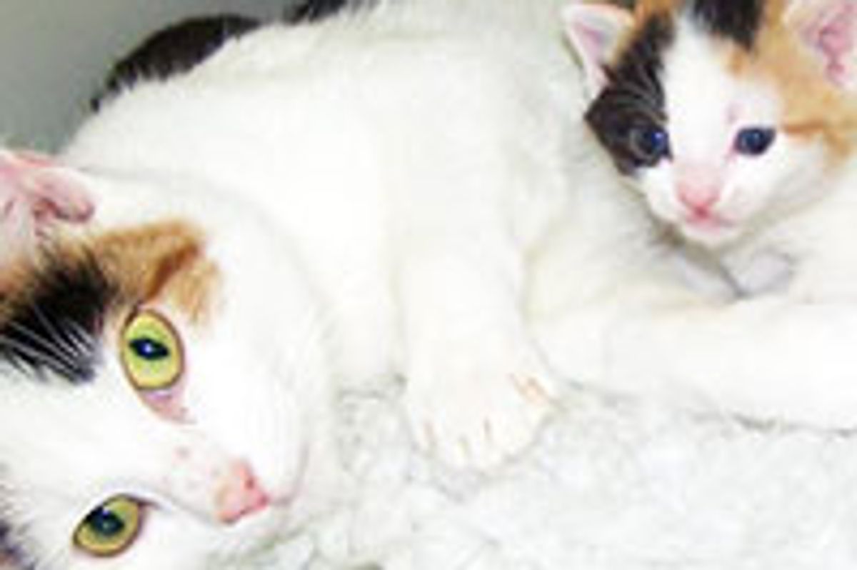 Rescue Cat Mama Brings 4 Fuzzies to Life On Halloween