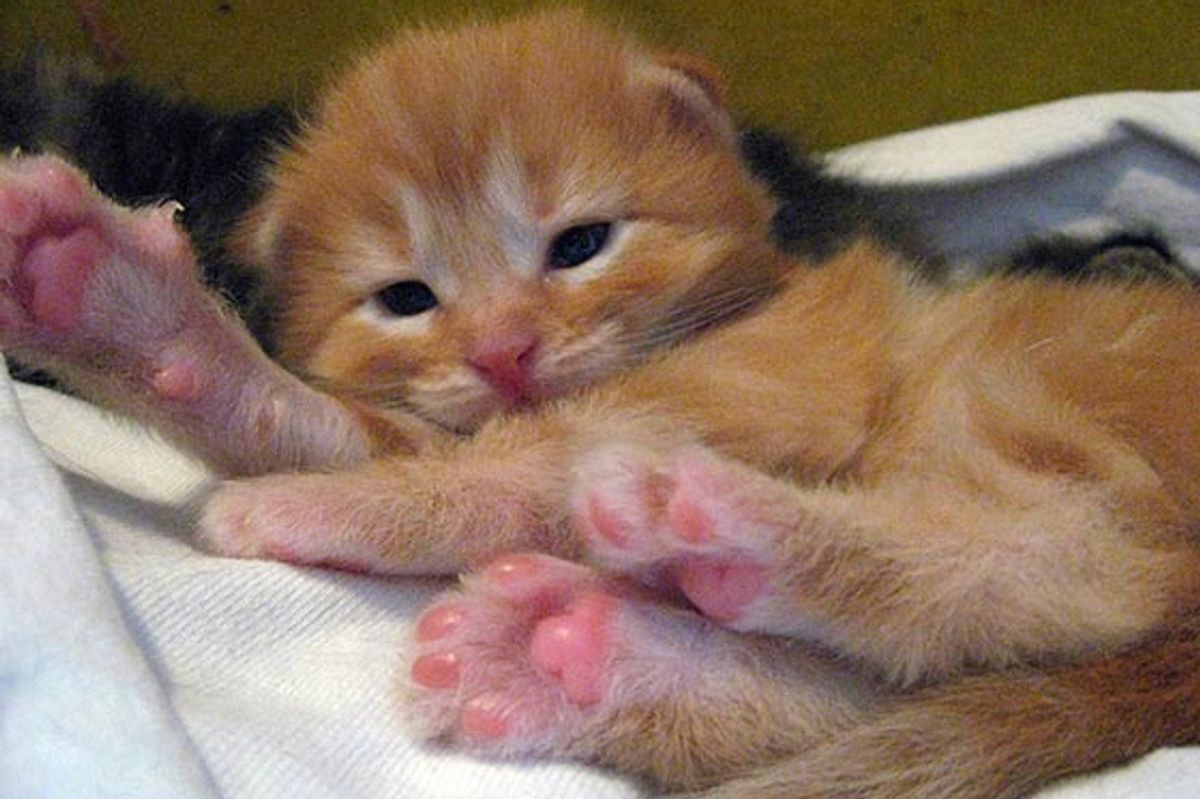 Ginger Kitty Born to a Stray Growing Up