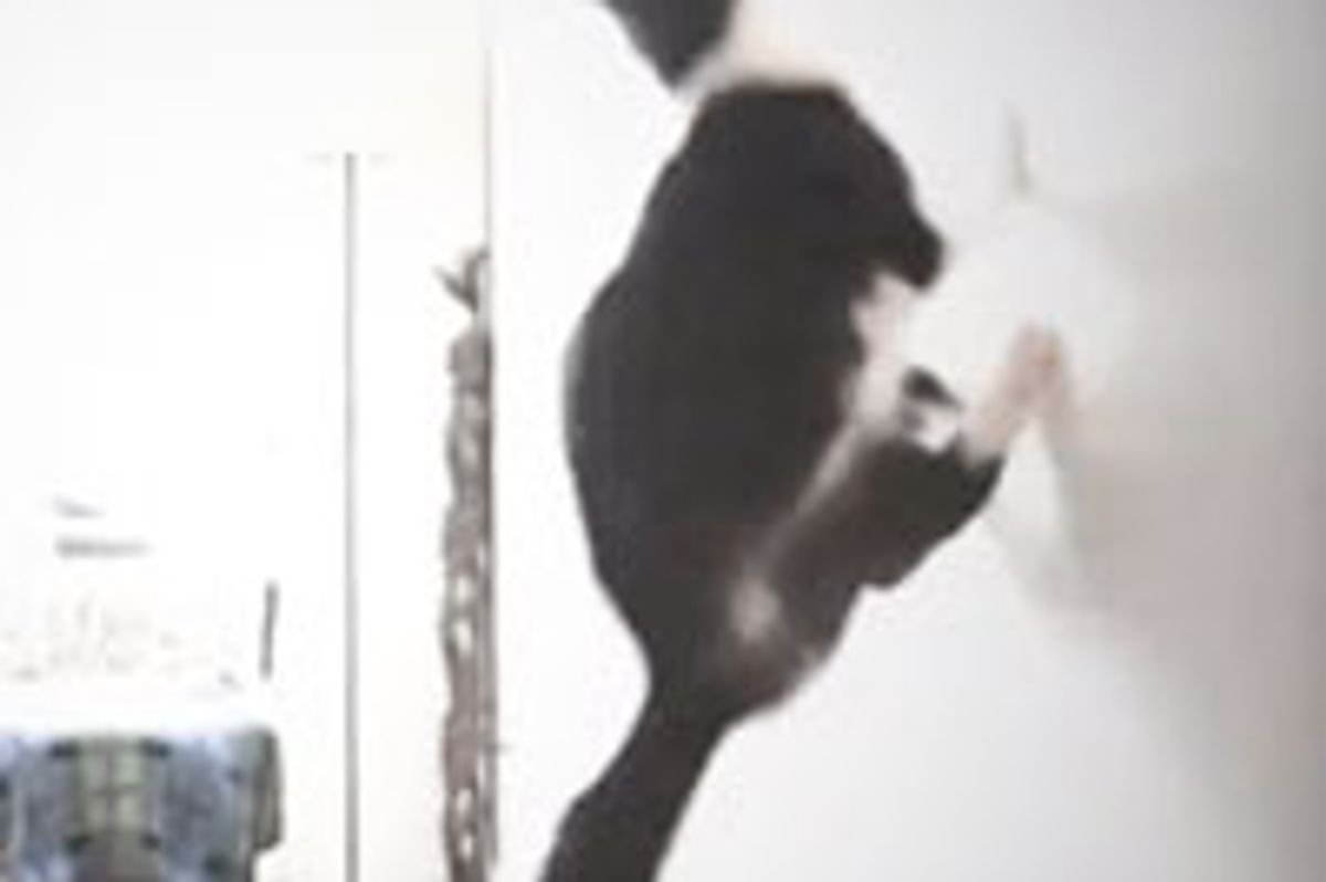 Parkour Cats