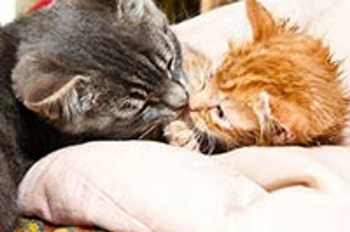 Orphan Kitten Loved by Rescue Cat