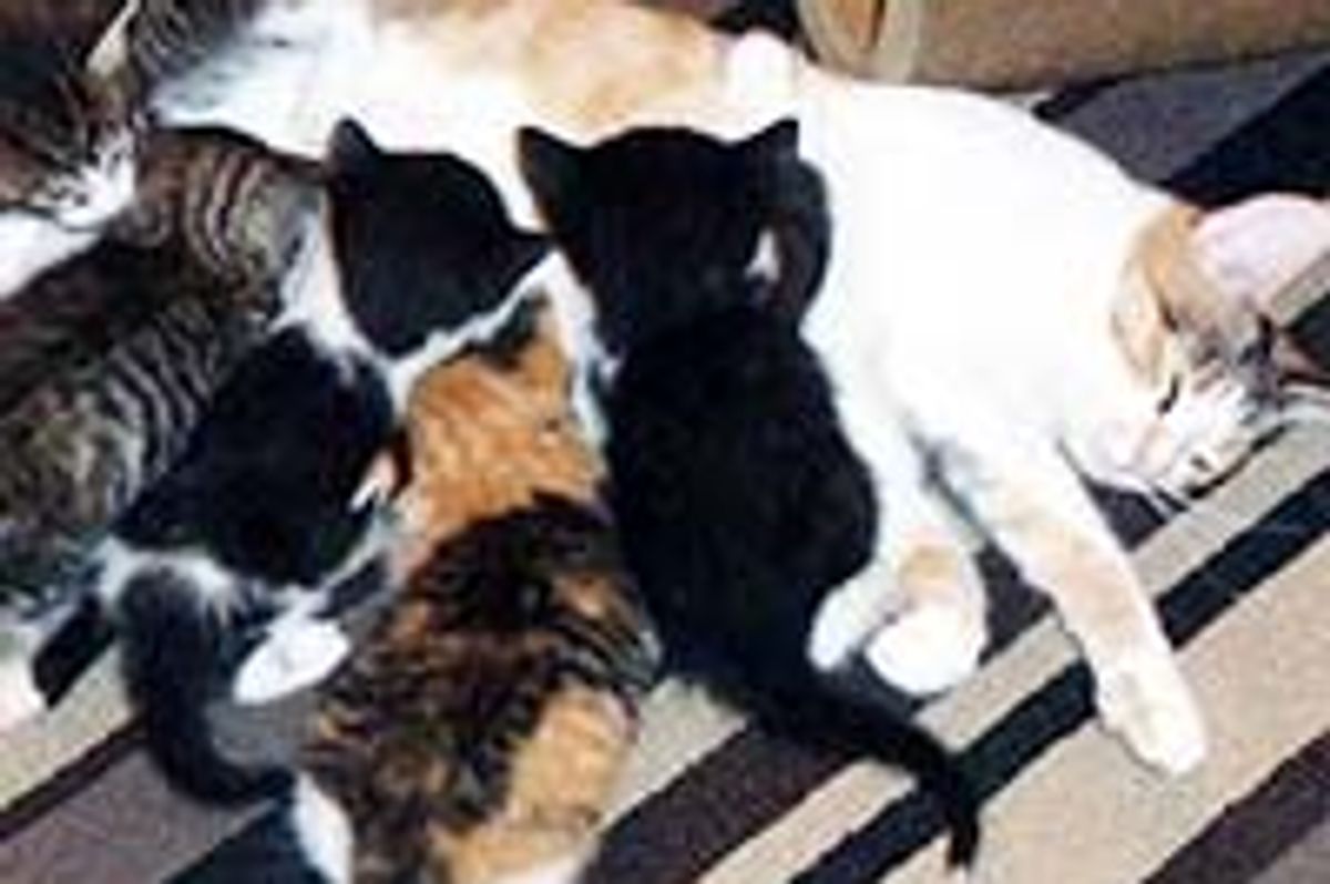 Cat Mama Keeps Her Kittens Alive without Food for 4 Days