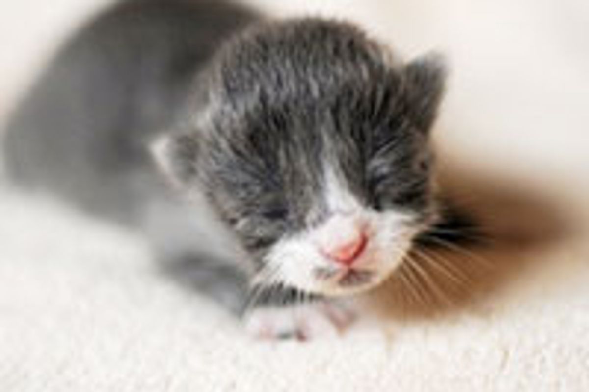 Kitty Born to Rescue Cat: Then and Now