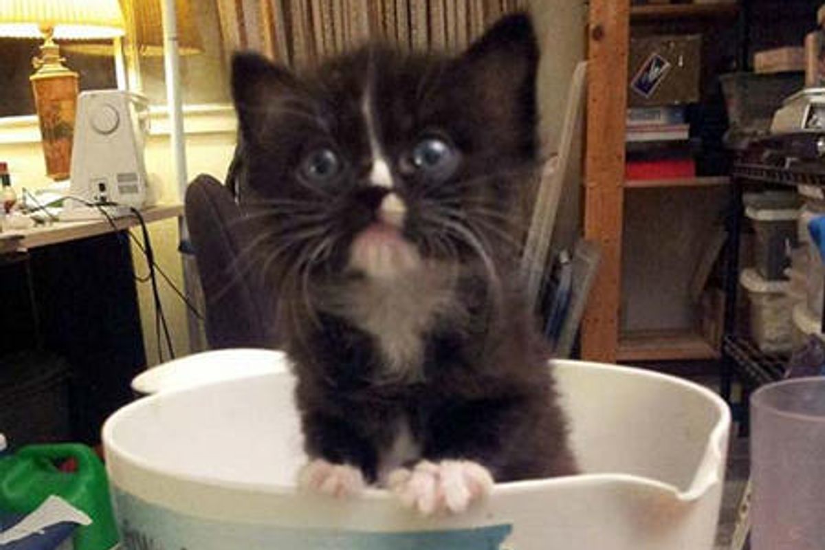 Linus the Tuxedo Kitten Saved at Garage Sale